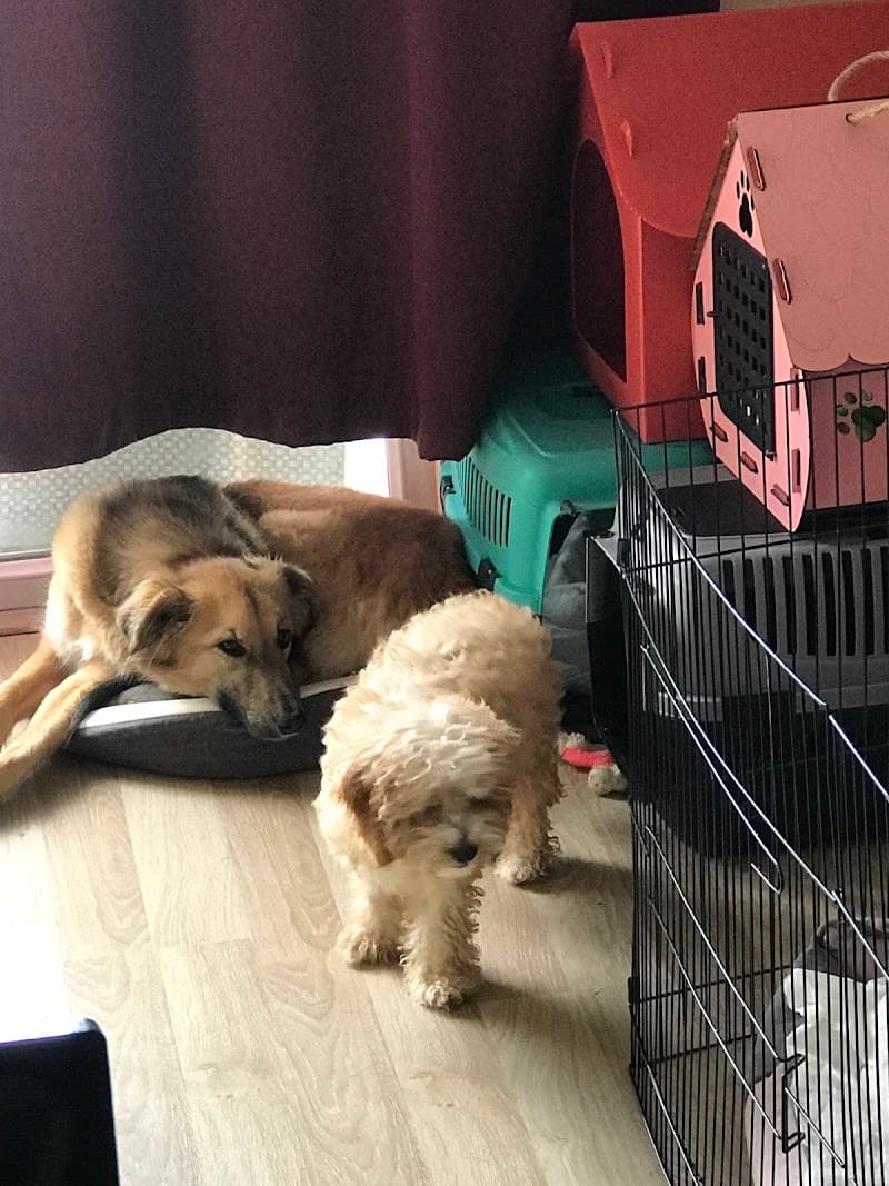 The Clever Köpek Eğitim — Arnavutköy
