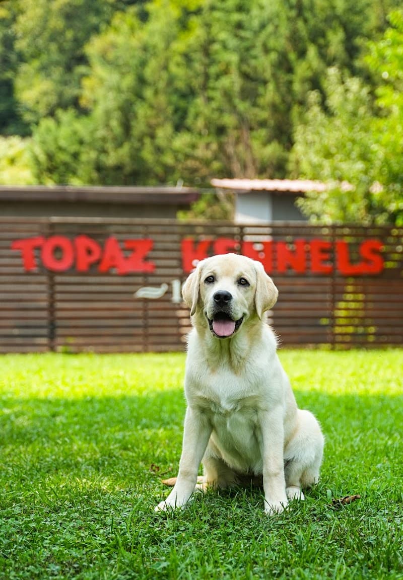 Topaz Köpek Çiftliği-Köpek Pansiyonu- Köpek Eğitim Merkezi-Veterinerlik Hizmetleri - Cafe — Beykoz