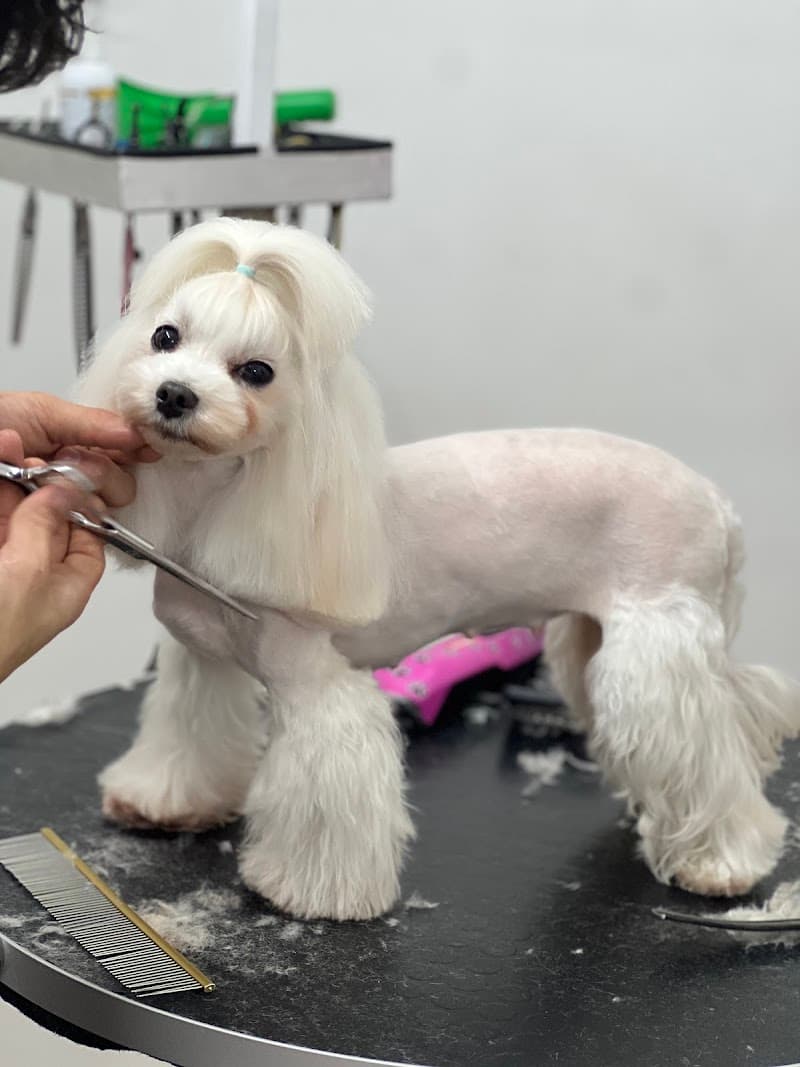 Traşhane Beşiktaş Pet Kuaför huseyin — Şişli