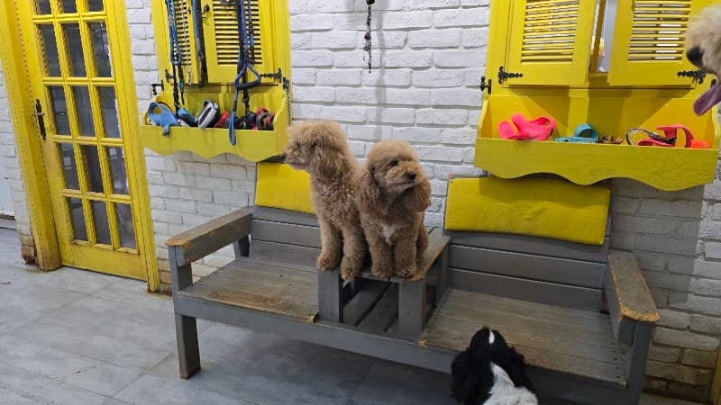 Trendy Pet Salon Ve Pet Kuaför — Ümraniye