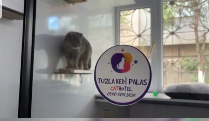 Tuzla Kedi Palas Kedi Oteli — Pendik