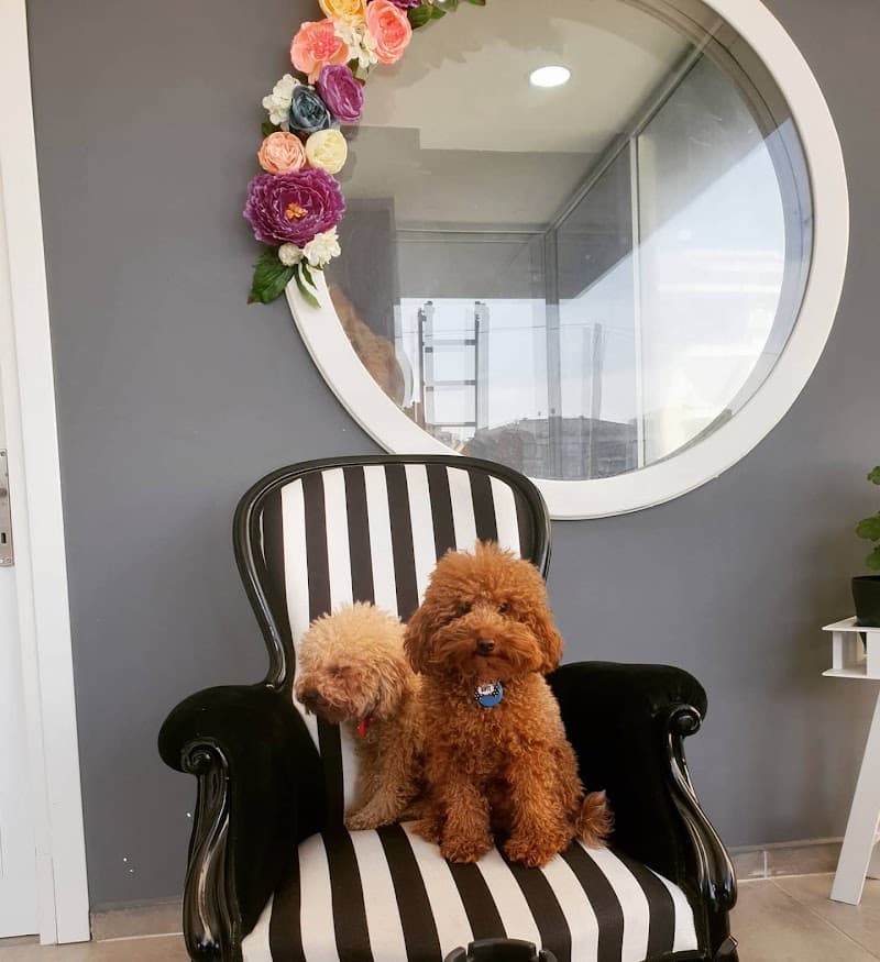 Venüs Pet Kuaför (Venüs pet grooming &Academy) — Beylikdüzü