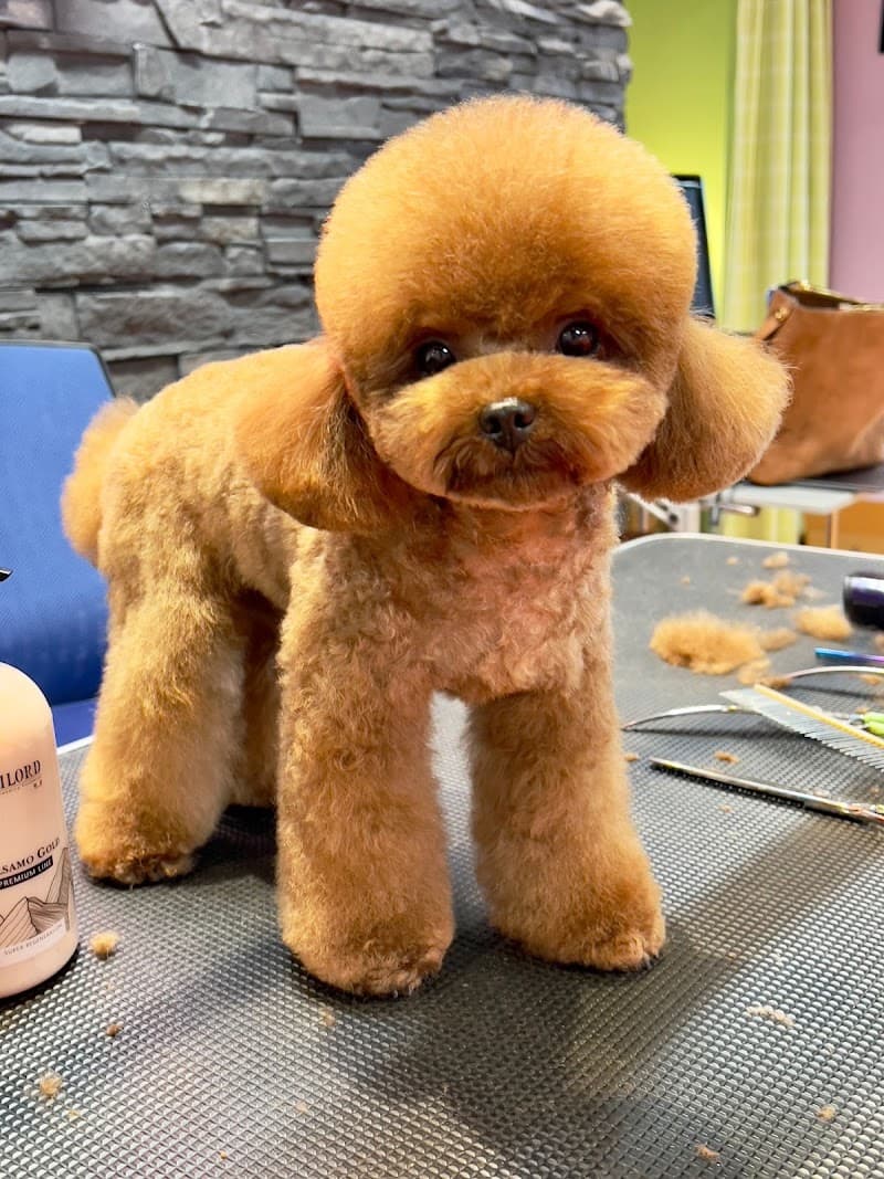 Vesna Achilova Pet Kuaför — Silivri