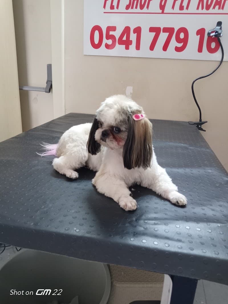 Violla Pet Kuaför — Çekmeköy