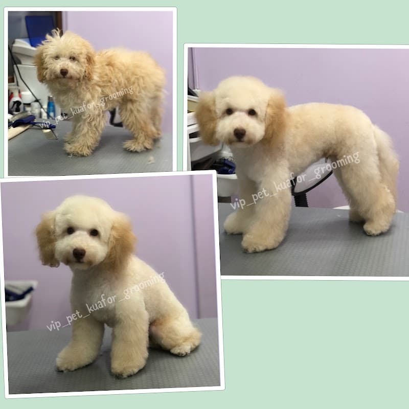 Vip Pet Kuafor — Esenyurt