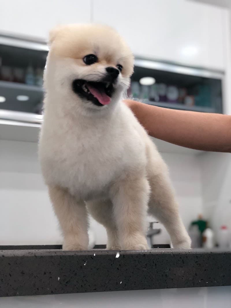 Yenibosna Pet Kuaför — Bahçelievler