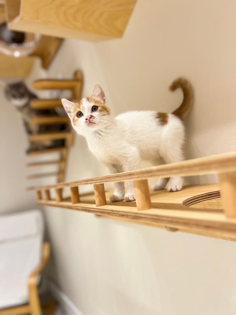 Yumi Kedi Oteli — Sultanbeyli